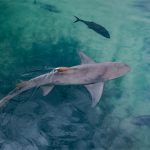 Blacktip Reef Shark in Marsa Alam
