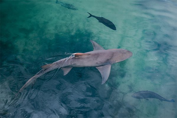 Blacktip Reef Shark in Marsa Alam