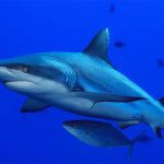 Blue Shark in Marsa Alam