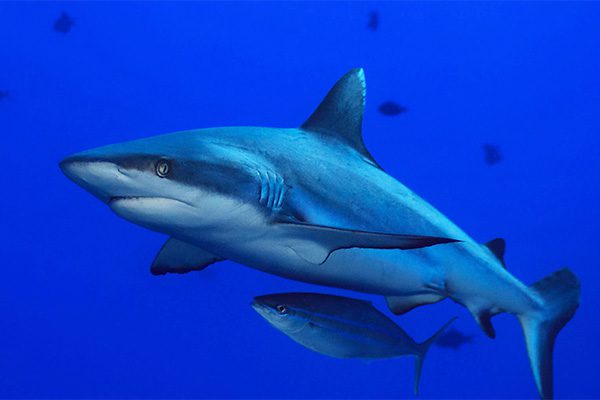 Blue Shark in Marsa Alam