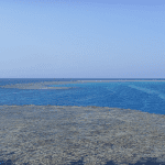 Dolphin House: A Sanctuary for Spinner Dolphins in Marsa Alam