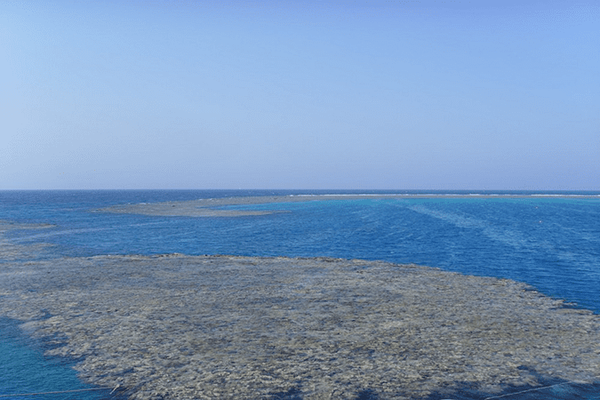 Dolphin House: A Sanctuary for Spinner Dolphins in Marsa Alam