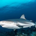 Grey Reef Shark in Marsa Alam