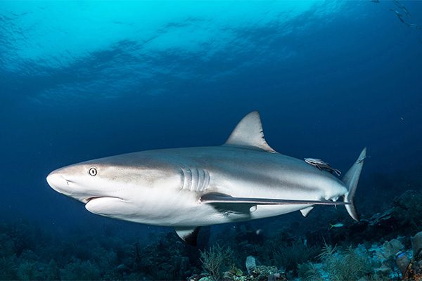 Grey Reef Shark in Marsa Alam