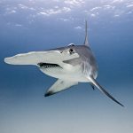 Hammerhead Shark in Marsa Alam