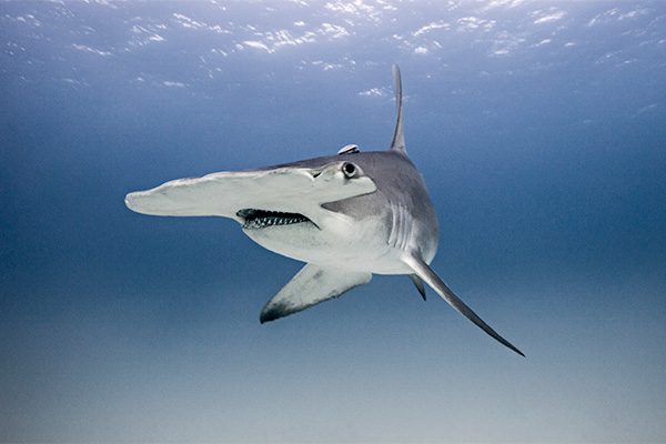 Hammerhead Shark in Marsa Alam