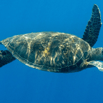 Marsa Shouna, Marsa Alam