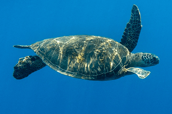 Marsa Shouna, Marsa Alam