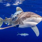 Oceanic Whitetip Shark in Marsa Alam