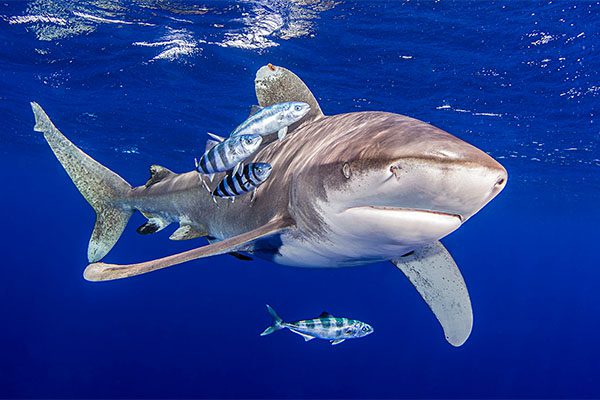 Oceanic Whitetip Shark in Marsa Alam