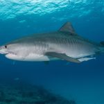 Tiger Shark in Marsa Alam