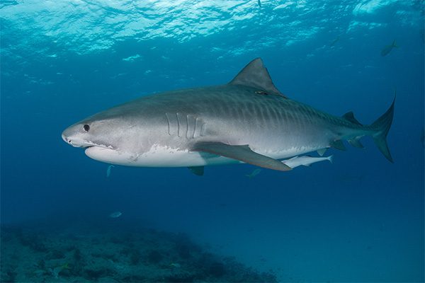 Tiger Shark in Marsa Alam