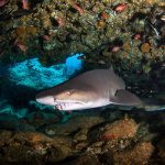 Whitetip Reef Shark in Marsa Alam