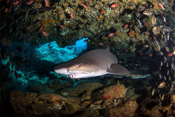Whitetip Reef Shark in Marsa Alam
