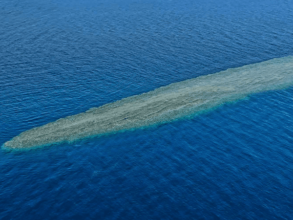 Elphinstone Reef: A Diver's Paradise in the Red Sea