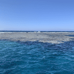 Abu Dabbab 1: Pristine Beach, Dugongs, and Turtles in Marsa Alam