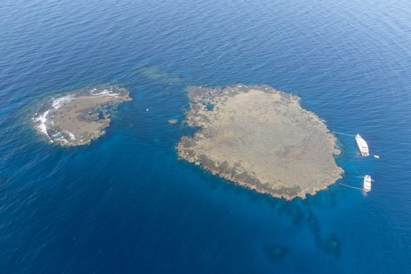 Snorkeler with Dugong in Abu Dabbab Bay, Marsa Alam
