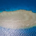 Dugong in Abu Dabbab Bay, Marsa Alam