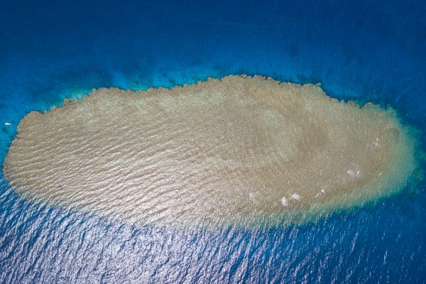 Dugong in Abu Dabbab Bay, Marsa Alam