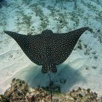 Eagle Ray in Marsa Alam