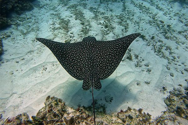 Eagle Ray in Marsa Alam