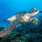 Green Sea Turtle in Marsa Alam