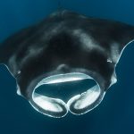 Manta Ray in Marsa Alam