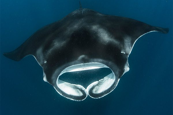 Manta Ray in Marsa Alam