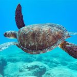 Sea Turtle in Marsa Alam