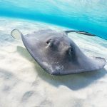 Stingray in Marsa Alam