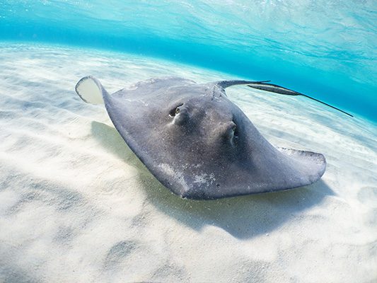 Stingray in Marsa Alam