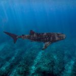 Whale Shark in Marsa Alam