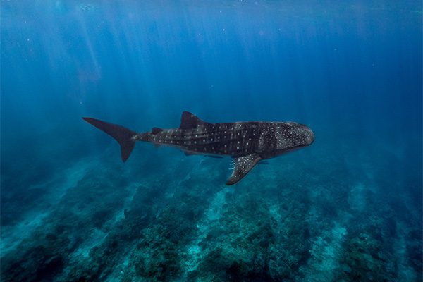 Whale Shark in Marsa Alam