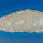 Dugong in Abu Dabbab Bay, Marsa Alam