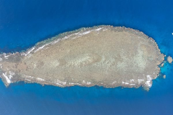 Dugong in Abu Dabbab Bay, Marsa Alam