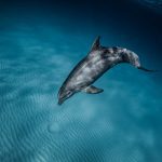 Dolphin in Marsa Alam