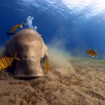 Dugong in Marsa Alam