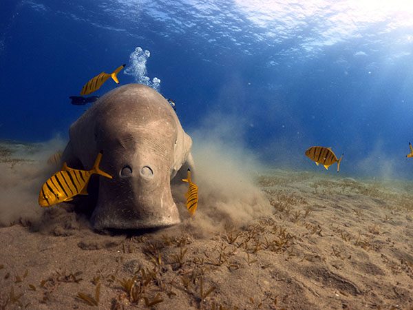 Dugong in Marsa Alam