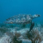 Hawksbill Sea Turtle in Marsa Alam