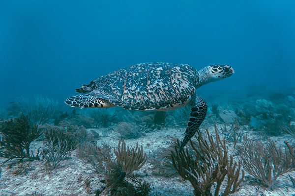 Hawksbill Sea Turtle in Marsa Alam