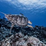 Leatherback Sea Turtle in Marsa Alam