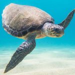 Olive Ridley Sea Turtle in Marsa Alam