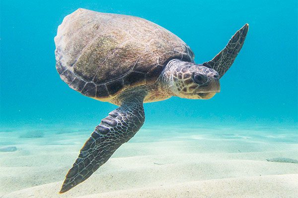 Olive Ridley Sea Turtle in Marsa Alam