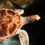 Loggerhead Sea Turtle in Marsa Alam