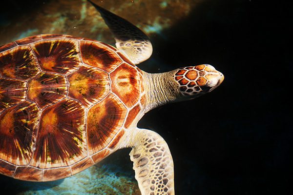 Loggerhead Sea Turtle in Marsa Alam