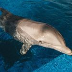 Bottlenose Dolphin in Marsa Alam
