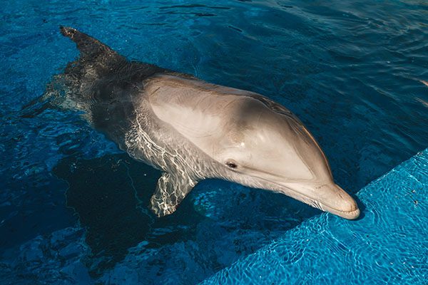 Bottlenose Dolphin in Marsa Alam