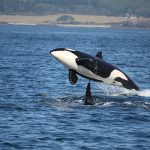 Orca in Cold Waters
