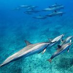 Spinner Dolphin in Marsa Alam