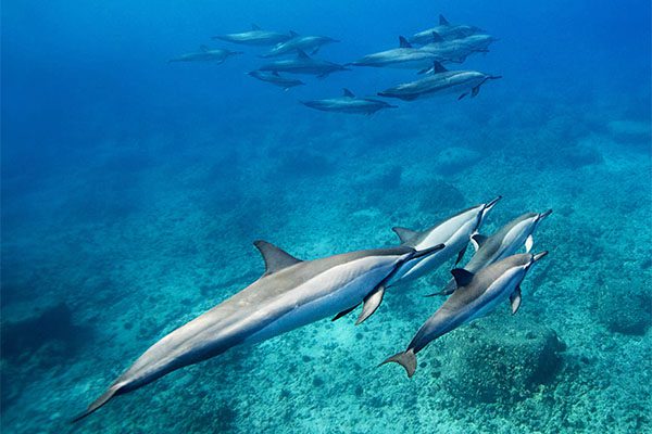 Spinner Dolphin in Marsa Alam